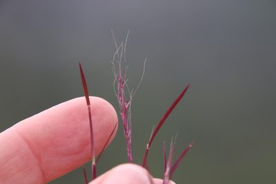 Muhlenbergia microsperma, photographed by Millie Basden