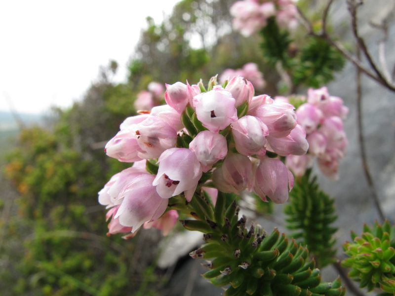 Erica pulvinata, photographed by Michael D. Pirie