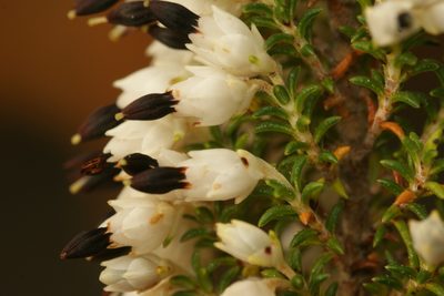 Erica penicilliformis, photographed by Michael D. Pirie