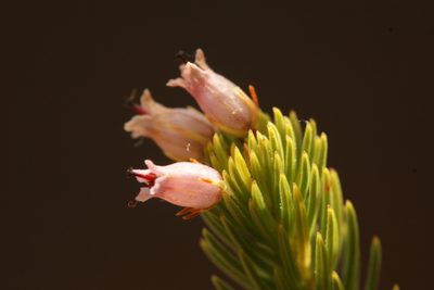 Erica phillipsii, photographed by Michael D. Pirie