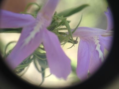 Justicia squarrosa, photographed by Étienne Lacroix-Carignan