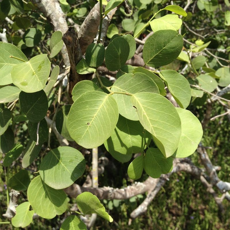 Morisonia retusa, photographed by Étienne Lacroix-Carignan