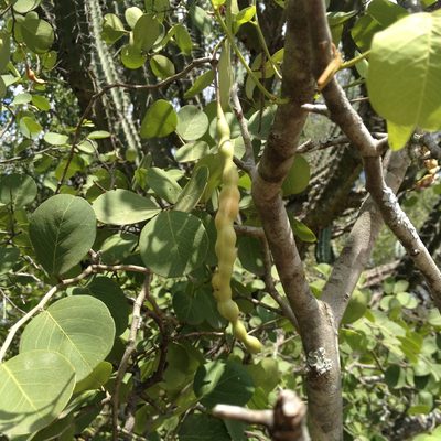 Morisonia retusa, photographed by Étienne Lacroix-Carignan