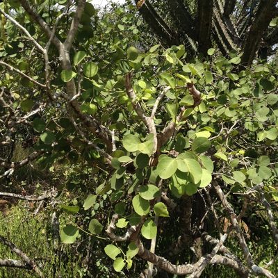 Morisonia retusa, photographed by Étienne Lacroix-Carignan