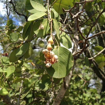 Morisonia retusa, photographed by Étienne Lacroix-Carignan
