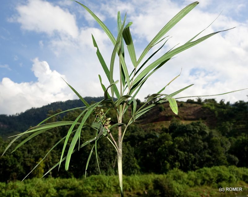 Dypsis thermarum, photographed by Romer N. Rabarijaona
