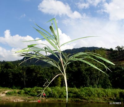 Dypsis thermarum, photographed by Romer N. Rabarijaona