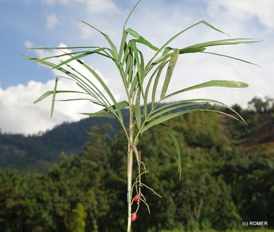 Dypsis thermarum, photographed by Romer N. Rabarijaona