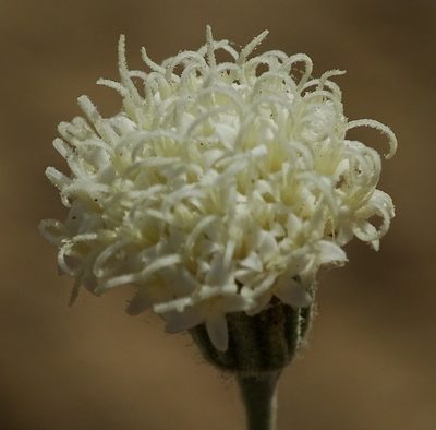 Chaenactis carphoclinia, photographed by Jesse Rorabaugh