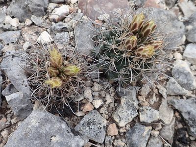 Sclerocactus brevihamatus, photographed by Clifton Ladd, C.W.B.