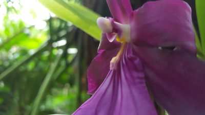 Miltonia moreliana, photographed by alessandradalia