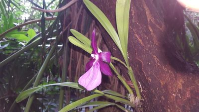 Miltonia moreliana, photographed by alessandradalia