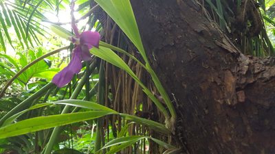 Miltonia moreliana, photographed by alessandradalia