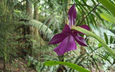 Miltonia moreliana, photographed by alessandradalia