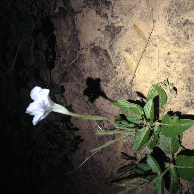 Ruellia macrosolen, photographed by Étienne Lacroix-Carignan