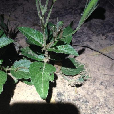 Ruellia macrosolen, photographed by Étienne Lacroix-Carignan