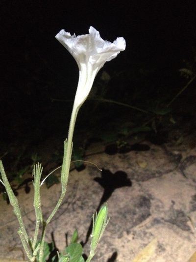 Ruellia macrosolen, photographed by Étienne Lacroix-Carignan