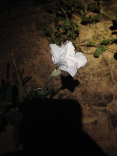 Ruellia macrosolen, photographed by Étienne Lacroix-Carignan