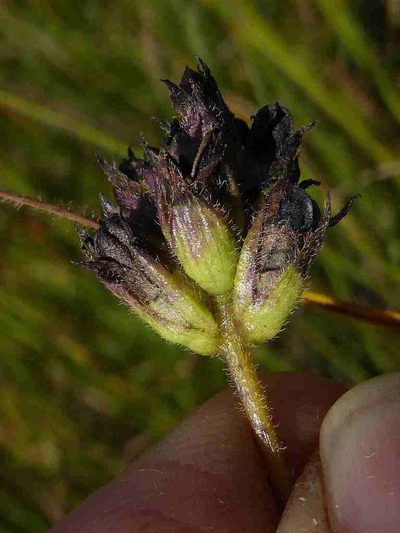 Buchnera simplex, photographed by Andrew Hankey