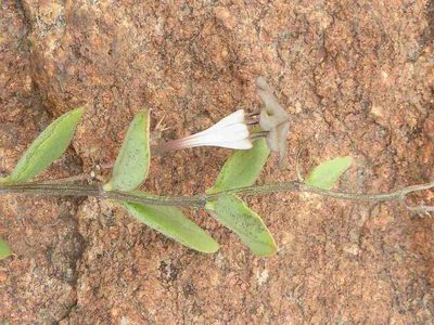 Ceropegia collaricorona, photographed by Andrew Hankey