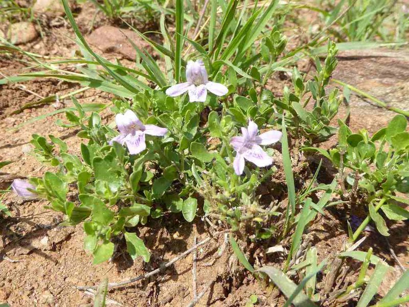 Asystasia atriplicifolia, photographed by Andrew Hankey