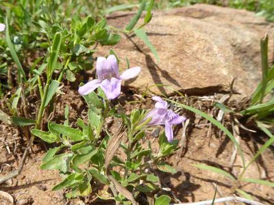 Asystasia atriplicifolia, photographed by Andrew Hankey