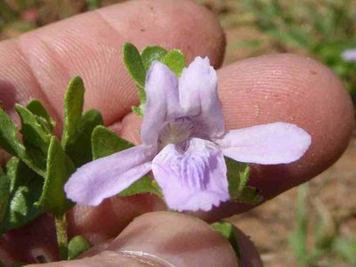Asystasia atriplicifolia, photographed by Andrew Hankey