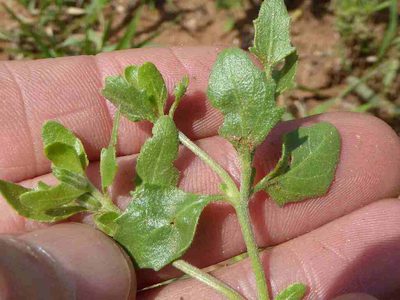 Asystasia atriplicifolia, photographed by Andrew Hankey