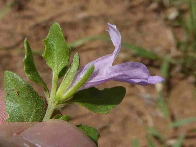 Asystasia atriplicifolia, photographed by Andrew Hankey