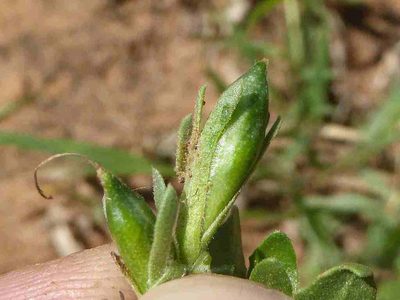 Asystasia atriplicifolia, photographed by Andrew Hankey