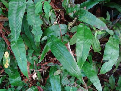 Grypothrix triphylla, photographed by 呂一起(Lyu yi-chi)