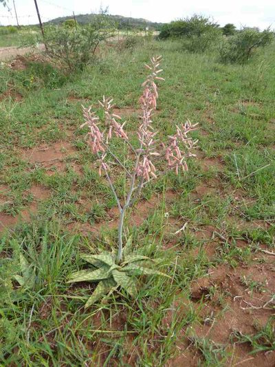 Aloe ammophila, photographed by Andrew Hankey