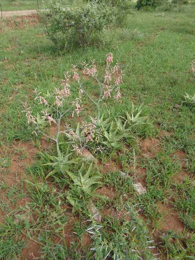 Aloe ammophila, photographed by Andrew Hankey