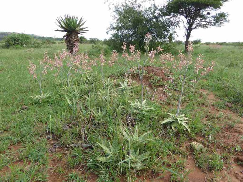 Aloe ammophila, photographed by Andrew Hankey