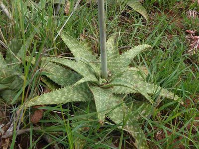 Aloe ammophila, photographed by Andrew Hankey
