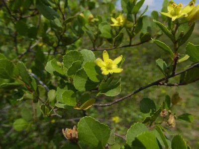 Grewia vernicosa, photographed by Andrew Hankey