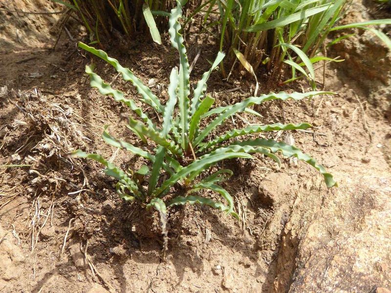 Ledebouria crispa, photographed by Andrew Hankey