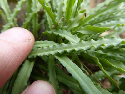 Ledebouria crispa, photographed by Andrew Hankey