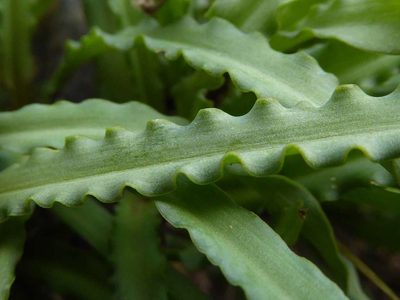 Ledebouria crispa, photographed by Andrew Hankey