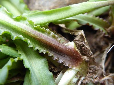 Ledebouria crispa, photographed by Andrew Hankey