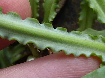 Ledebouria crispa, photographed by Andrew Hankey
