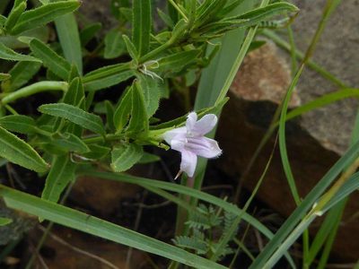 Ruellia stenophylla, photographed by Andrew Hankey