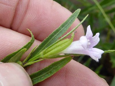 Ruellia stenophylla, photographed by Andrew Hankey