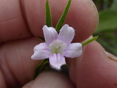 Ruellia stenophylla, photographed by Andrew Hankey