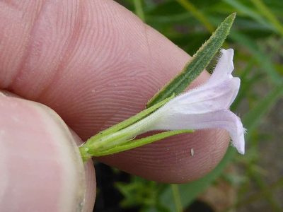 Ruellia stenophylla, photographed by Andrew Hankey