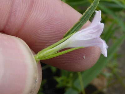 Ruellia stenophylla, photographed by Andrew Hankey