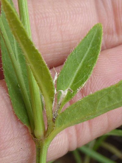 Ruellia stenophylla, photographed by Andrew Hankey