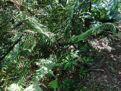 Sphaerostephanos taiwanensis, photographed by 呂一起(Lyu yi-chi)
