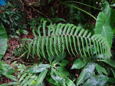 Pseudocyclosorus esquirolii, photographed by 呂一起(Lyu yi-chi)