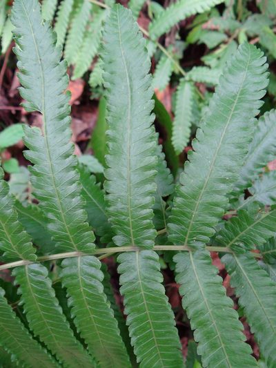 Reholttumia truncata, photographed by 呂一起(Lyu yi-chi)